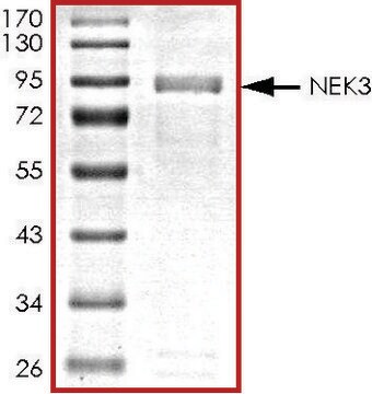 NEK3, active, GST tagged human PRECISIO&#174; Kinase, recombinant, expressed in baculovirus infected Sf9 cells, &#8805;70% (SDS-PAGE), buffered aqueous glycerol solution