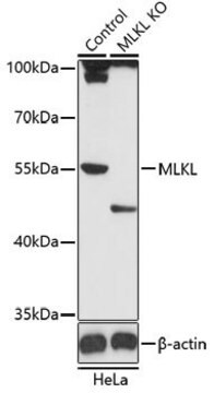 Anti-MLKL antibody produced in rabbit