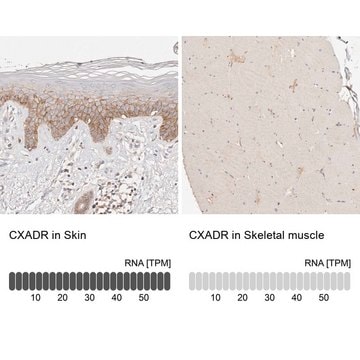 Anti-CXADR antibody produced in rabbit Prestige Antibodies&#174; Powered by Atlas Antibodies, affinity isolated antibody, buffered aqueous glycerol solution, ab2