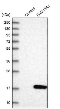 Anti-FAM19A1 antibody produced in rabbit Prestige Antibodies&#174; Powered by Atlas Antibodies, affinity isolated antibody, buffered aqueous glycerol solution