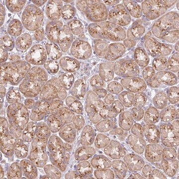 Anti-VTI1A antibody produced in rabbit Prestige Antibodies&#174; Powered by Atlas Antibodies, affinity isolated antibody, buffered aqueous glycerol solution