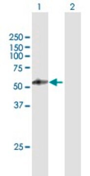 Anti-PSG4 antibody produced in mouse purified immunoglobulin, buffered aqueous solution