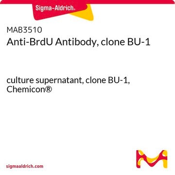 Anti-BrdU Antibody, clone BU-1 culture supernatant, clone BU-1, Chemicon&#174;