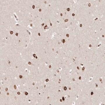 Anti-GSG2 antibody produced in rabbit Prestige Antibodies&#174; Powered by Atlas Antibodies, affinity isolated antibody, buffered aqueous glycerol solution