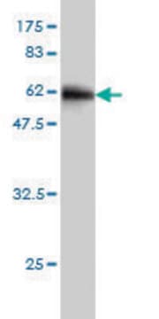 Monoclonal Anti-SDSL antibody produced in mouse clone 2F8-6C9, purified immunoglobulin, buffered aqueous solution