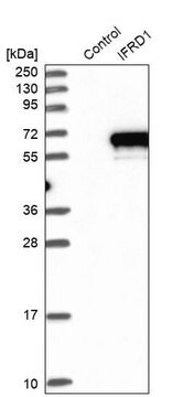 Anti-IFRD1 antibody produced in rabbit Prestige Antibodies&#174; Powered by Atlas Antibodies, affinity isolated antibody, buffered aqueous glycerol solution