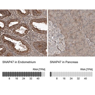 Anti-SNAP47 antibody produced in rabbit Prestige Antibodies&#174; Powered by Atlas Antibodies, affinity isolated antibody, buffered aqueous glycerol solution