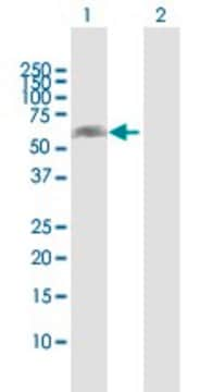 Anti-NOXA1 antibody produced in rabbit purified immunoglobulin, buffered aqueous solution