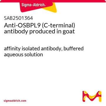 Anti-OSBPL9 (C-terminal) antibody produced in goat affinity isolated antibody, buffered aqueous solution