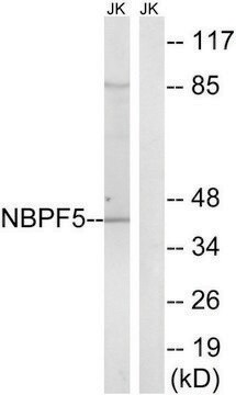 Anti-NBPF5 antibody produced in rabbit affinity isolated antibody