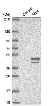 Anti-AEN antibody produced in rabbit Prestige Antibodies&#174; Powered by Atlas Antibodies, affinity isolated antibody, buffered aqueous glycerol solution