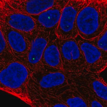 Anti-TIGD2 antibody produced in rabbit Prestige Antibodies&#174; Powered by Atlas Antibodies, affinity isolated antibody