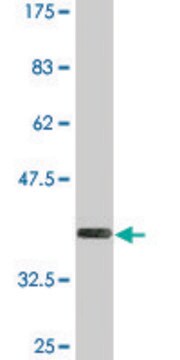 Monoclonal Anti-LAIR1, (C-terminal) antibody produced in mouse clone 2G4, purified immunoglobulin, buffered aqueous solution