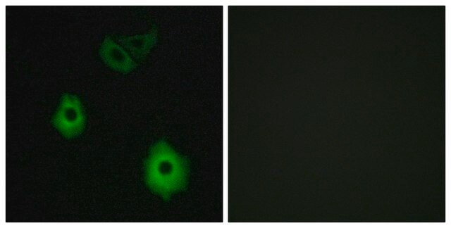 Anti-OR5H6 antibody produced in rabbit affinity isolated antibody