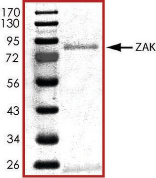 ZAK, active, GST tagged human PRECISIO&#174; Kinase, recombinant, expressed in baculovirus infected Sf9 cells, &#8805;70% (SDS-PAGE), buffered aqueous glycerol solution