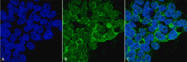 Monoclonal Anti-PP5-FITC antibody produced in mouse clone 12F7