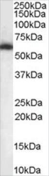 Anti-NONO/P54NRB antibody produced in goat affinity isolated antibody, buffered aqueous solution