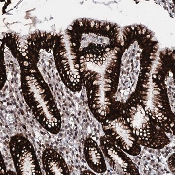 Anti-LSM11 antibody produced in rabbit Prestige Antibodies&#174; Powered by Atlas Antibodies, affinity isolated antibody, buffered aqueous glycerol solution