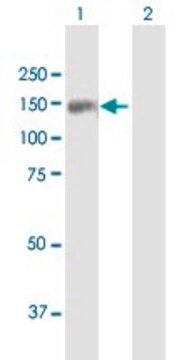 Anti-TDRD1 antibody produced in mouse purified immunoglobulin, buffered aqueous solution