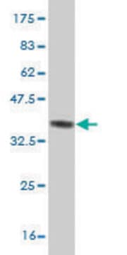 ANTI-ZIC3 antibody produced in mouse clone 2D3, purified immunoglobulin, buffered aqueous solution