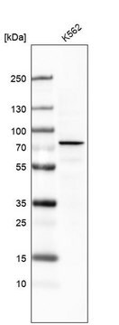 Monoclonal Anti-DDX53 antibody produced in mouse Prestige Antibodies&#174; Powered by Atlas Antibodies, clone CL7899, purified immunoglobulin, buffered aqueous glycerol solution