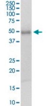 Anti-TSSK1B antibody produced in rabbit purified immunoglobulin, buffered aqueous solution