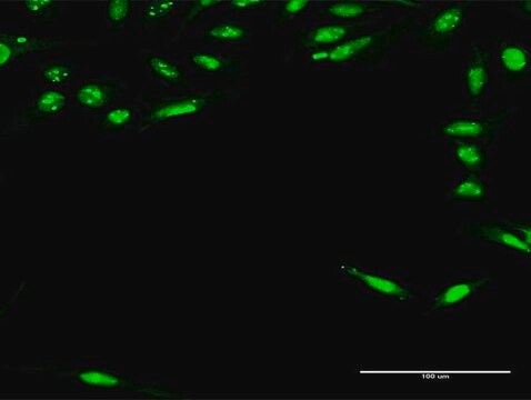 Anti-RFXAP antibody produced in rabbit purified immunoglobulin, buffered aqueous solution