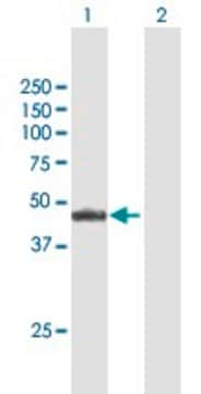 Anti-NR2E3 antibody produced in mouse purified immunoglobulin, buffered aqueous solution