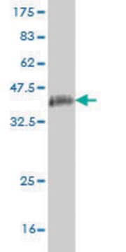 Monoclonal Anti-GOLGB1 antibody produced in mouse clone 6D4, purified immunoglobulin, buffered aqueous solution