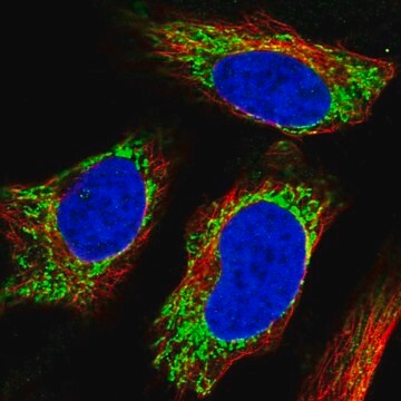 Anti-UGT8 antibody produced in rabbit Prestige Antibodies&#174; Powered by Atlas Antibodies, affinity isolated antibody