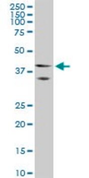 ANTI-HOXA5 antibody produced in mouse clone 1C9, purified immunoglobulin, buffered aqueous solution