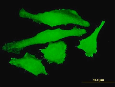 Monoclonal Anti-USP10 antibody produced in mouse clone 3B8, purified immunoglobulin, buffered aqueous solution