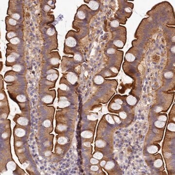 Anti-TMEM74B antibody produced in rabbit Prestige Antibodies&#174; Powered by Atlas Antibodies, affinity isolated antibody, buffered aqueous glycerol solution