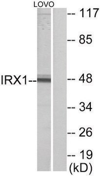 Anti-IRX1 antibody produced in rabbit affinity isolated antibody