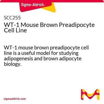 Línea celular de preadipocitos pardos de ratón WT-1 WT-1 mouse brown preadipocyte cell line is a useful model for studying adipogenesis and brown adipocyte biology.