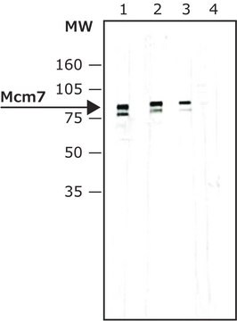 Monoclonal Anti-Mcm7 antibody produced in mouse clone DCS-141, ascites fluid