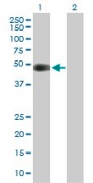 Anti-CDK5R2 antibody produced in mouse purified immunoglobulin, buffered aqueous solution