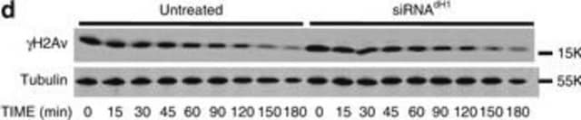 Anticorps anti-tubuline bêta, clone KMX-1 clone KMX-1, Chemicon&#174;, from mouse