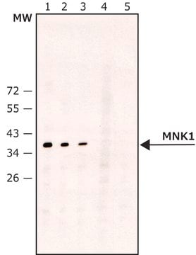 Anti-MNK1 antibody produced in rabbit ~1.4&#160;mg/mL, affinity isolated antibody, buffered aqueous solution