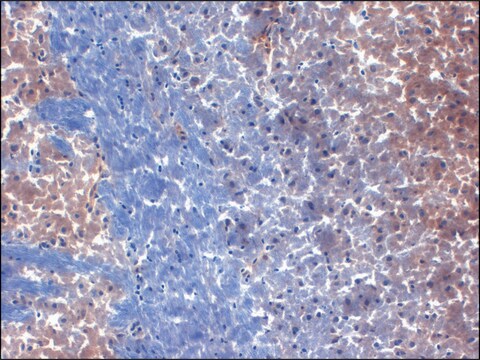 Monoclonal Anti-KCNA1 antibody produced in mouse clone S20-78, 1&#160;mg/mL, purified immunoglobulin