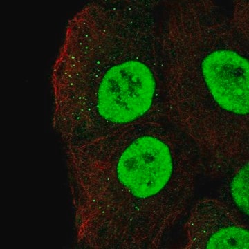 Anti-MBD1 antibody produced in rabbit Prestige Antibodies&#174; Powered by Atlas Antibodies, affinity isolated antibody