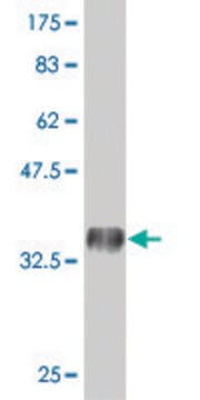 Monoclonal Anti-PRRG2 antibody produced in mouse clone 7D1, purified immunoglobulin, buffered aqueous solution