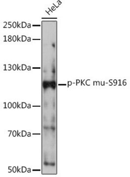 Anti-Phospho-PKC mu-S916 antibody produced in rabbit