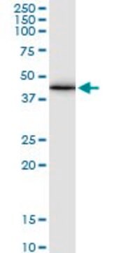 Monoclonal Anti-GJA1 antibody produced in mouse clone 3E5, purified immunoglobulin, buffered aqueous solution