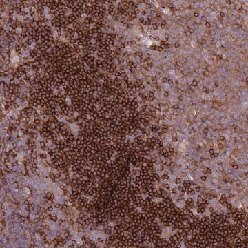 Anti-SNX21 antibody produced in rabbit Prestige Antibodies&#174; Powered by Atlas Antibodies, affinity isolated antibody, buffered aqueous glycerol solution