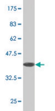 Monoclonal Anti-HOXA6 antibody produced in mouse clone 3A6, purified immunoglobulin, buffered aqueous solution