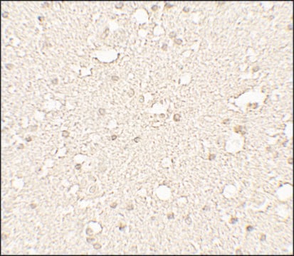 Anti-ALPHA-TUBULIN antibody produced in rabbit affinity isolated antibody