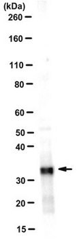 Anticorps anti-synténine-1, clone 4F4.1 clone 4F4.1, 1&#160;mg/mL, from mouse