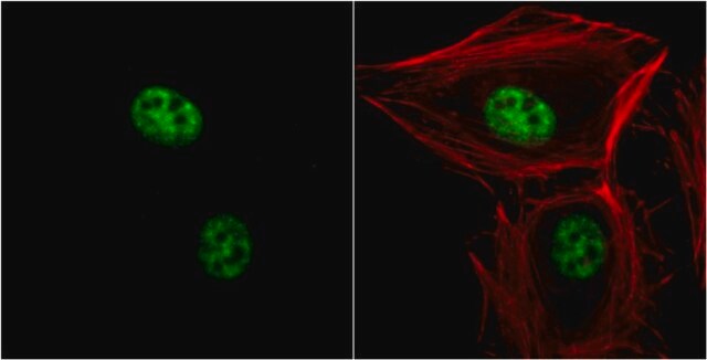 Monoclonal Anti-THOC1 antibody produced in mouse