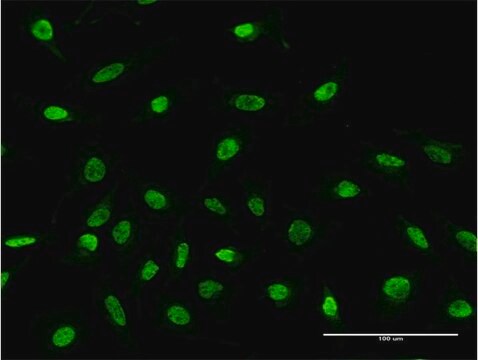 Monoclonal Anti-RPS2 antibody produced in mouse clone 3F5, purified immunoglobulin, buffered aqueous solution